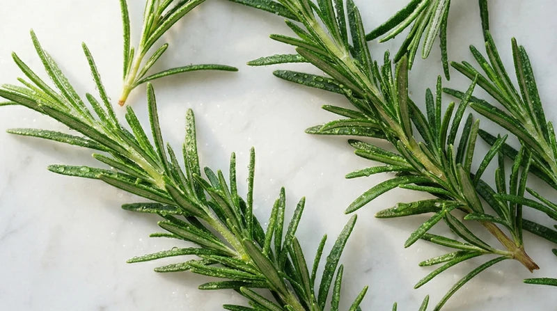 Rosemary Extract